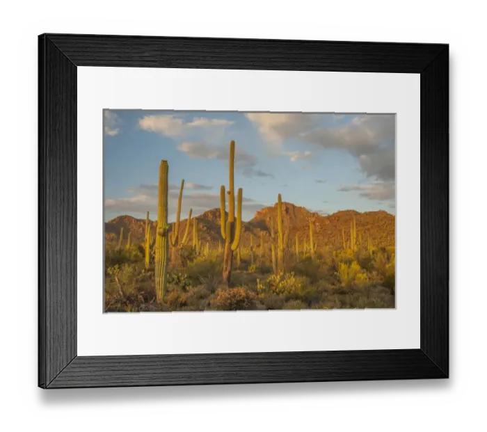 Framed Print : USA, Arizona, Saguaro National Park. Desert landscape Framed Print : USA, Arizona, Saguaro National Park. Desert landscape