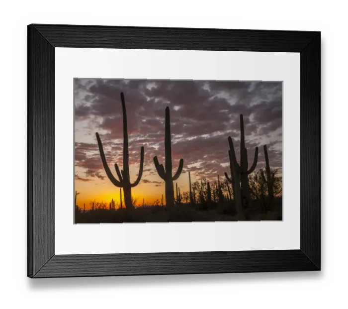 Framed Print : USA, Arizona, Saguaro National Park. Sunset on desert landscape Framed Print : USA, Arizona, Saguaro National Park. Sunset on desert landscape