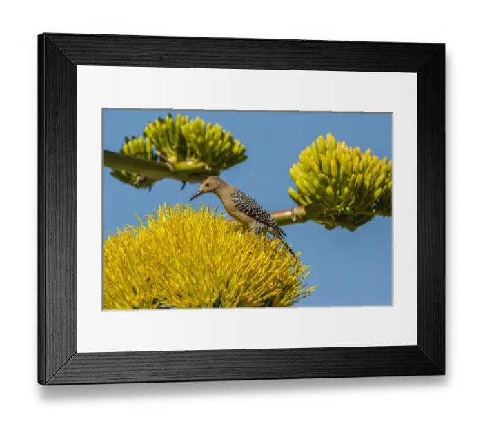 Framed Print : USA, Arizona, Sonoran Desert. Male Gila woodpecker on century plant Framed Print : USA, Arizona, Sonoran Desert. Male Gila woodpecker on century plant