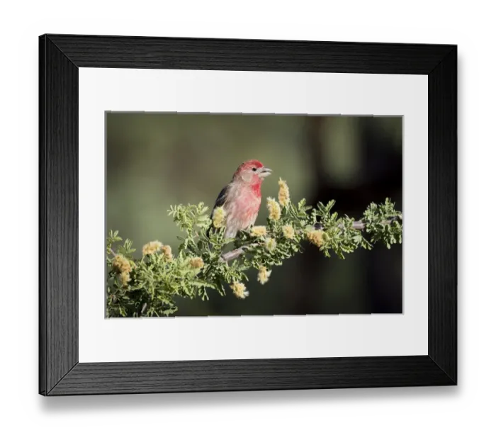 Framed Print : USA, Arizona, Amado. Male house finch on branch