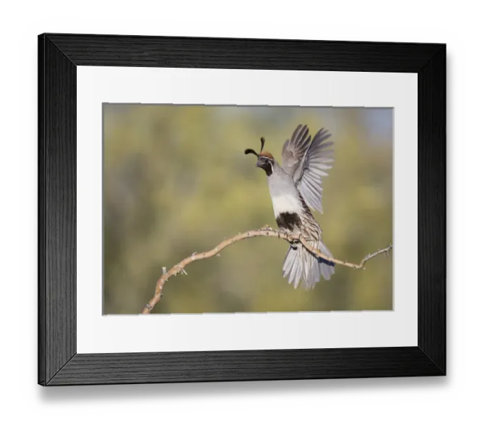 Framed Print : USA, Arizona, Buckeye. Female Gambels quail raises wings on branch. Credit as Framed Print : USA, Arizona, Buckeye. Female Gambels quail raises wings on branch. Credit as