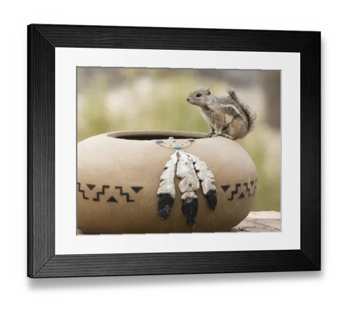 Framed Print : USA, Arizona, Buckeye. Harriss antelope squirrel on pottery Framed Print : USA, Arizona, Buckeye. Harriss antelope squirrel on pottery