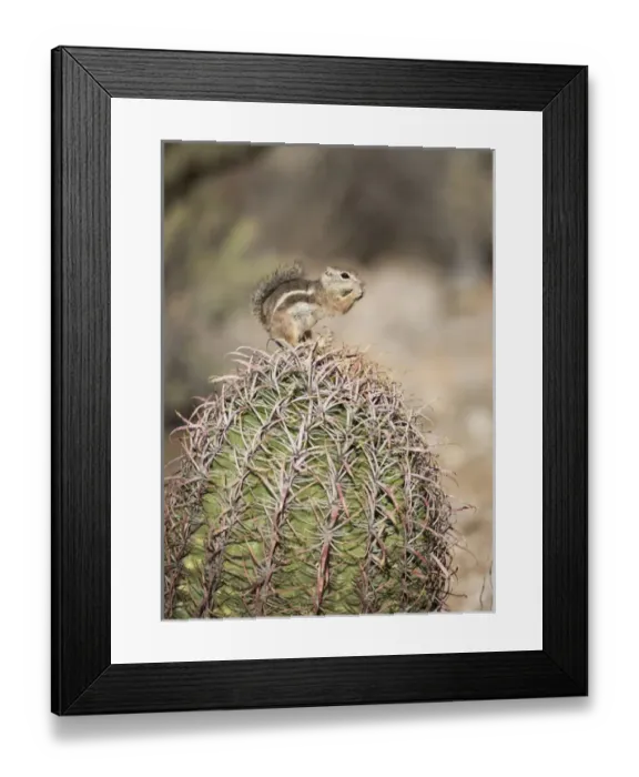 Framed Print : USA, Arizona, Buckeye. Harriss antelope squirrel on barrel cactus. Credit as Framed Print : USA, Arizona, Buckeye. Harriss antelope squirrel on barrel cactus. Credit as