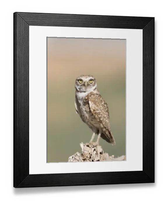 Framed Print : USA, Arizona, Buckeye. Burrowing owl close-up Framed Print : USA, Arizona, Buckeye. Burrowing owl close-up