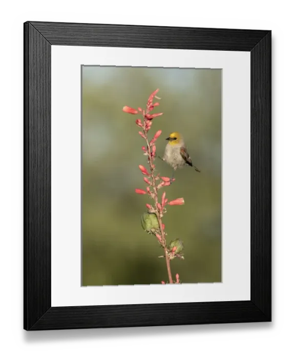 Framed Print : USA, Arizona, Amado. Verdin perched on flowering stalk of hesperaloe