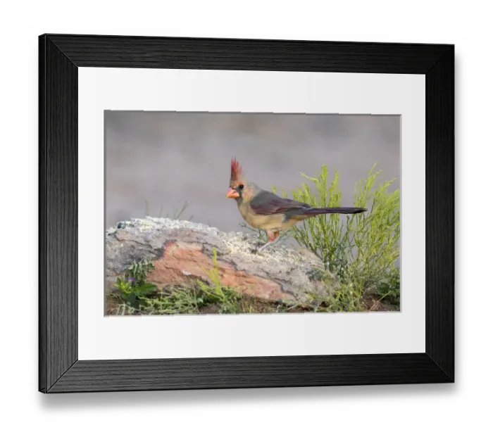 Framed Print : USA, Arizona, Amado. Female cardinal perched on rock Framed Print : USA, Arizona, Amado. Female cardinal perched on rock