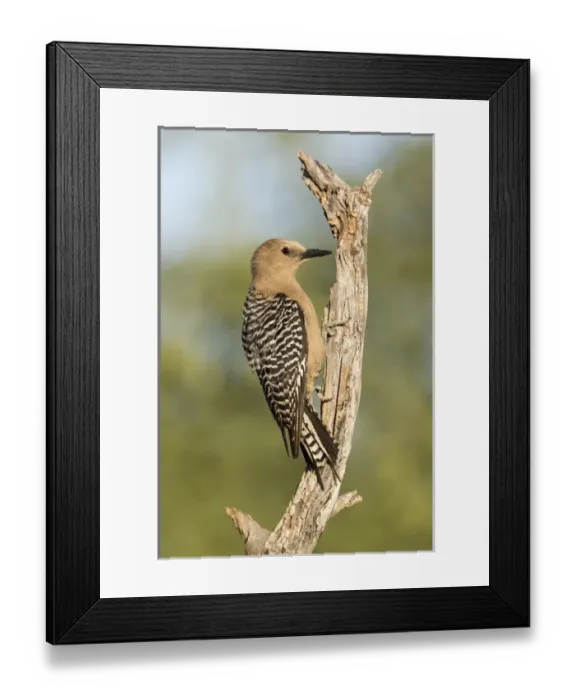 Framed Print : USA, Arizona, Amado. Female gila woodpecker on dead tree trunk
