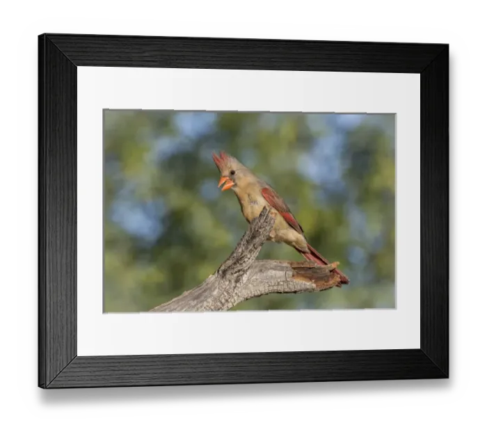 Framed Print : USA, Arizona, Amado. Female cardinal on branch Framed Print : USA, Arizona, Amado. Female cardinal on branch