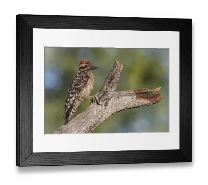 Framed Print : USA, Arizona, Amado. Ladder-backed woodpecker on tree trunk Framed Print : USA, Arizona, Amado. Ladder-backed woodpecker on tree trunk