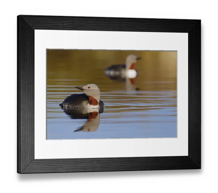 Framed Print : Red-throated Loon Pair Framed Print : Red-throated Loon Pair