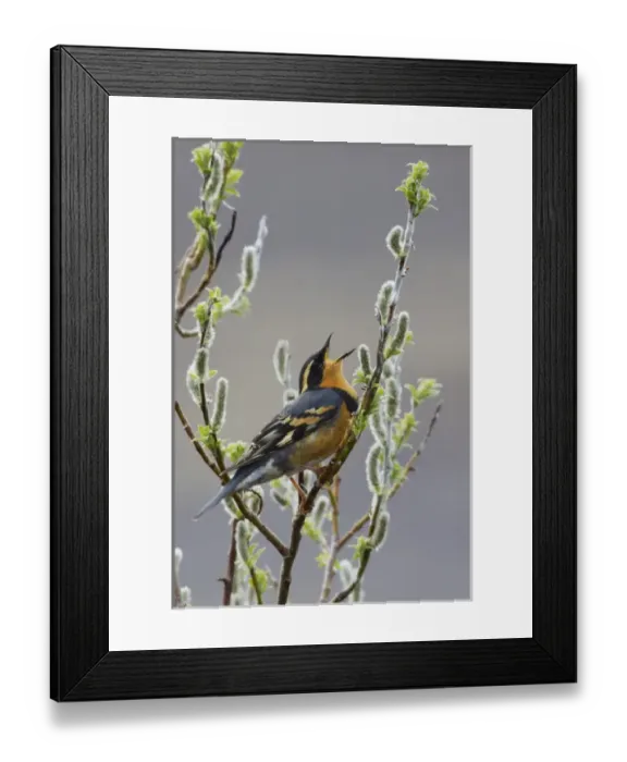 Framed Print : Varied Thrush Singing Framed Print : Varied Thrush Singing