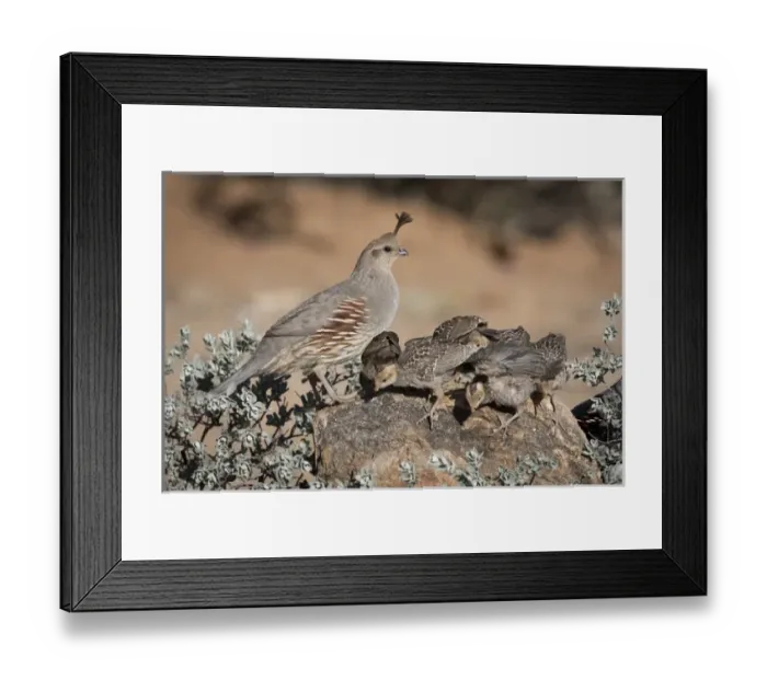 Framed Print : USA, Arizona, Amado. Female Gambels quail with chicks Framed Print : USA, Arizona, Amado. Female Gambels quail with chicks