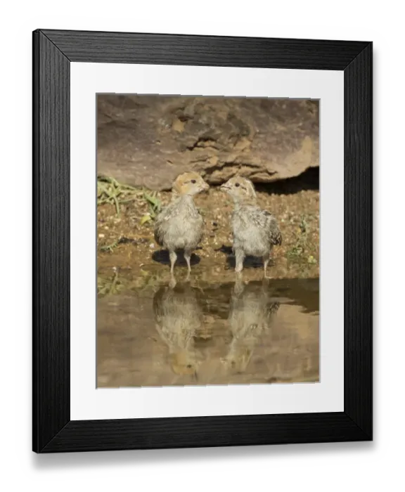 Framed Print : USA, Arizona, Amado. Two Gambels quail chicks drinking at the waters edge Framed Print : USA, Arizona, Amado. Two Gambels quail chicks drinking at the waters edge