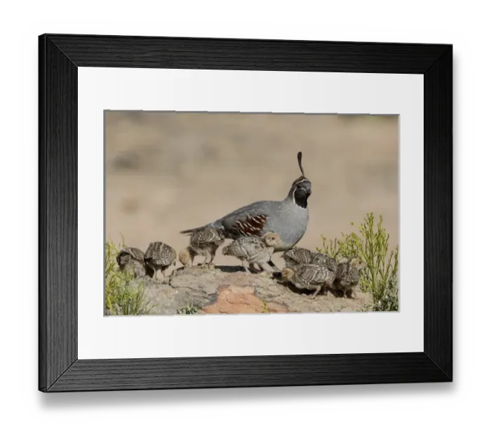 Framed Print : USA, Arizona, Amado. Male Gambels quail and chicks on a rock Framed Print : USA, Arizona, Amado. Male Gambels quail and chicks on a rock