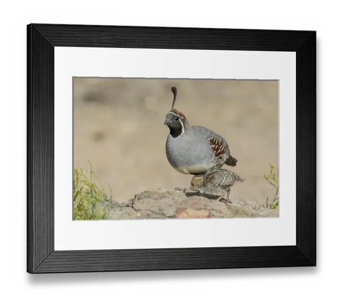 Framed Print : USA, Arizona, Amado. Male Gambels quail with chick