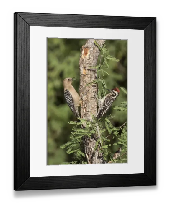 Framed Print : USA, Arizona, Amado. Female gila woodpecker and ladder-backed woodpecker on tree trunk Framed Print : USA, Arizona, Amado. Female gila woodpecker and ladder-backed woodpecker on tree trunk