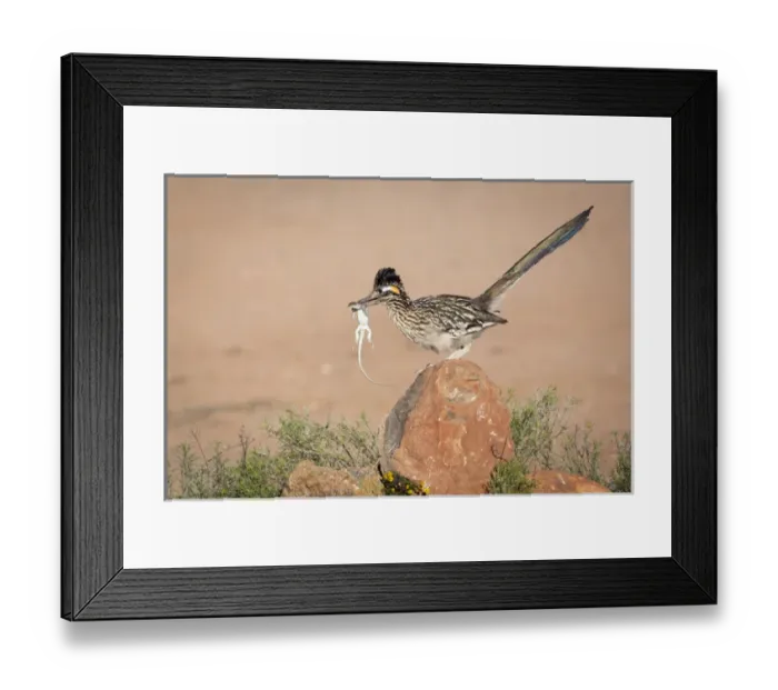 Framed Print : USA, Arizona, Santa Rita Mountains. A greater roadrunner on rock with prey. Credit as Framed Print : USA, Arizona, Santa Rita Mountains. A greater roadrunner on rock with prey. Credit as