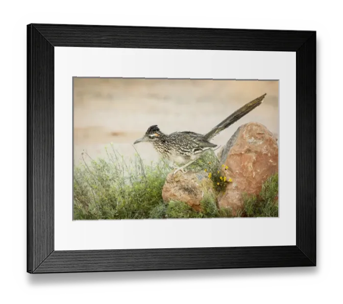 Framed Print : USA, Arizona, Santa Rita Mountains. A greater roadrunner on rock