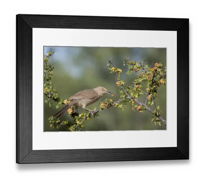 Framed Print : USA, Arizona, Amado. Curve-billed thrasher with skunkbush berry in beak. Credit as Framed Print : USA, Arizona, Amado. Curve-billed thrasher with skunkbush berry in beak. Credit as
