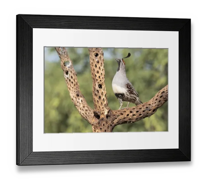 Framed Print : USA, Arizona, Amado. Male Gambels quail on cholla cactus skeleton. Credit as Framed Print : USA, Arizona, Amado. Male Gambels quail on cholla cactus skeleton. Credit as
