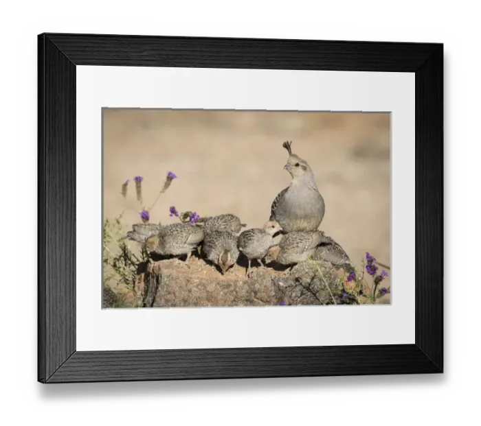 Framed Print : USA, Arizona, Amado. Female Gambels quail with chicks Framed Print : USA, Arizona, Amado. Female Gambels quail with chicks