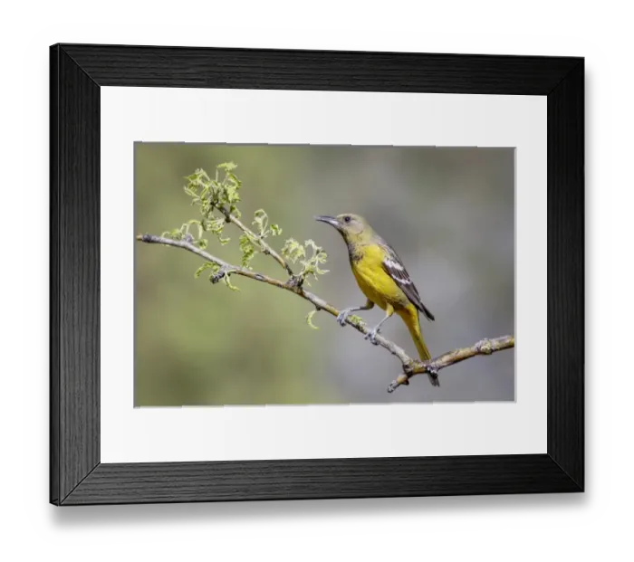 Framed Print : USA, Arizona, Santa Rita Mountains. Female Scotts oriole on tree branch. Credit as Framed Print : USA, Arizona, Santa Rita Mountains. Female Scotts oriole on tree branch. Credit as