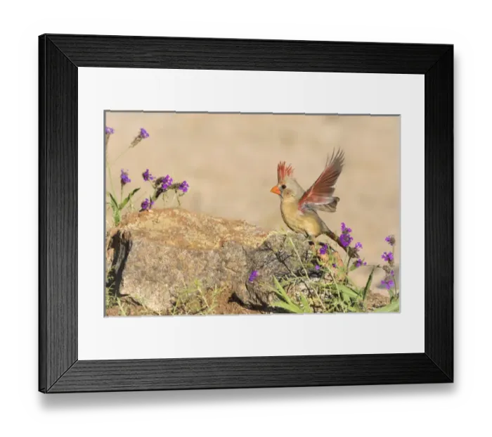 Framed Print : USA, Arizona, Amado. Female cardinal with wings spread Framed Print : USA, Arizona, Amado. Female cardinal with wings spread