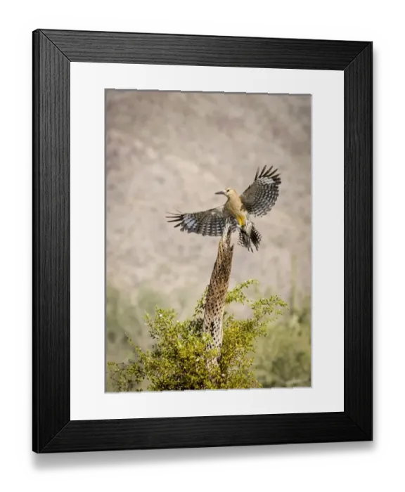 Framed Print : USA, Arizona, Buckeye. Male gila woodpecker lands on cholla skeleton. Credit as Framed Print : USA, Arizona, Buckeye. Male gila woodpecker lands on cholla skeleton. Credit as