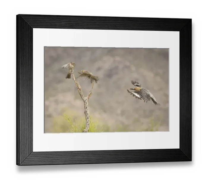 Framed Print : USA, Arizona, Buckeye. Male gila woodpecker and female house finches Framed Print : USA, Arizona, Buckeye. Male gila woodpecker and female house finches