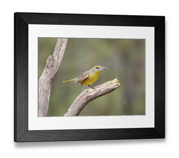Framed Print : USA, Arizona, Santa Rita Mountains. Female hepatic tanager on branch eating bee. Credit as Framed Print : USA, Arizona, Santa Rita Mountains. Female hepatic tanager on branch eating bee. Credit as