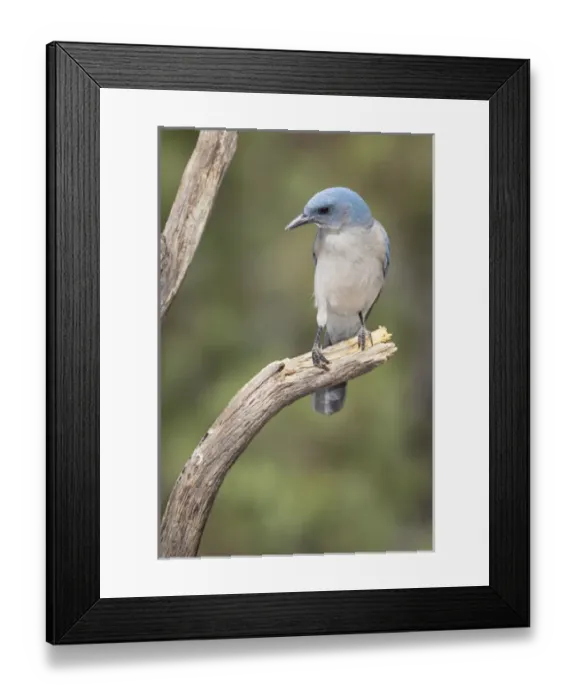 Framed Print : USA, Arizona, Santa Rita Mountains. Mexican jay perched on tree trunk. Credit as Framed Print : USA, Arizona, Santa Rita Mountains. Mexican jay perched on tree trunk. Credit as