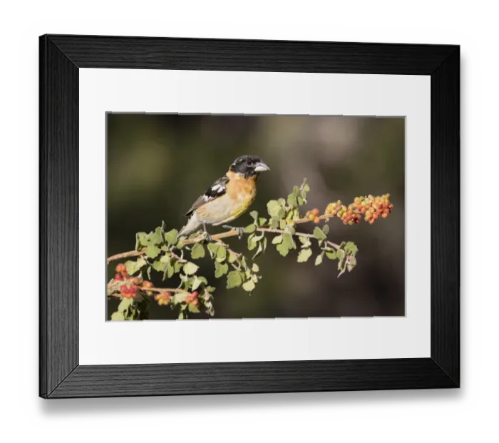 Framed Print : USA, Arizona, Amado. Male black-headed grosbeak on skunkbush branch Framed Print : USA, Arizona, Amado. Male black-headed grosbeak on skunkbush branch