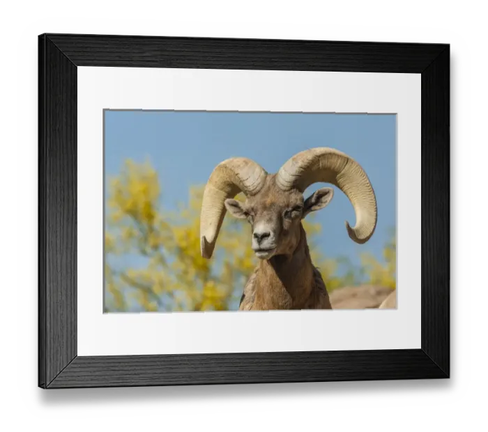 Framed Print : USA, Arizona, Arizona-Sonora Desert Museum Framed Print : USA, Arizona, Arizona-Sonora Desert Museum