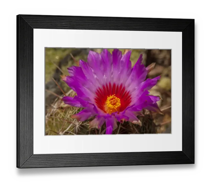 Framed Print : USA, Arizona, Arizona-Sonora Desert Museum Framed Print : USA, Arizona, Arizona-Sonora Desert Museum