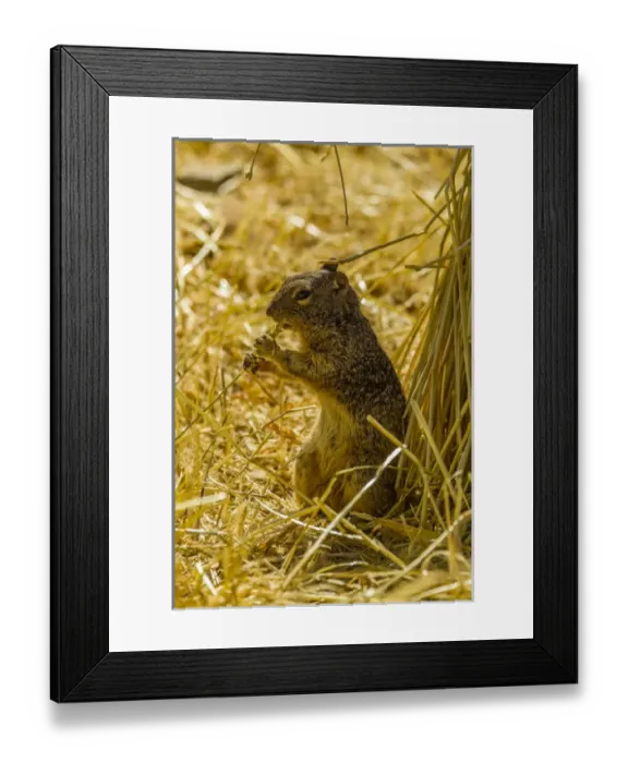 Framed Print : USA, Arizona, Sonoran Desert. Rock squirrel eating Framed Print : USA, Arizona, Sonoran Desert. Rock squirrel eating
