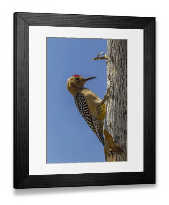 Framed Print : USA, Arizona, Sonoran Desert. Male Gila woodpecker on ocotillo