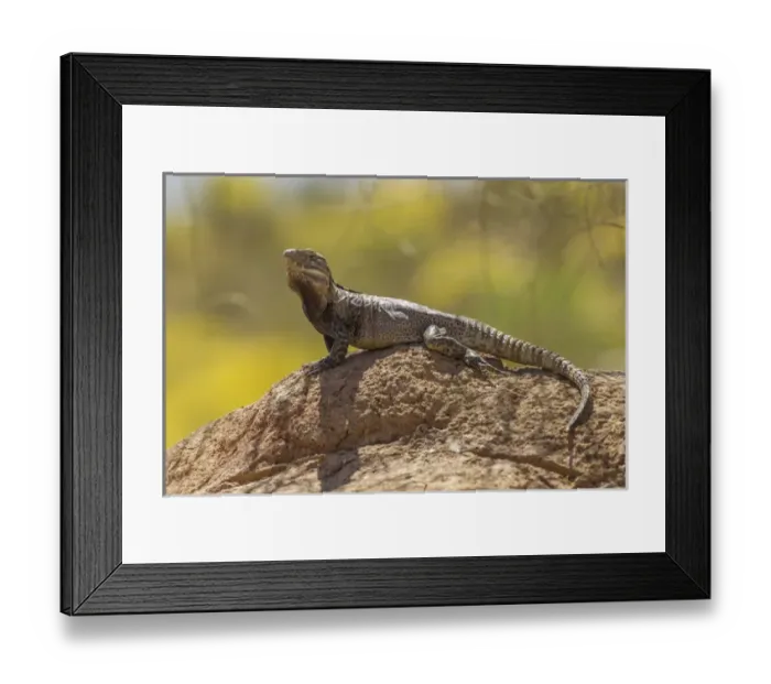 Framed Print : USA, Arizona, Sonoran Desert. Spiny-tailed iguana on rock