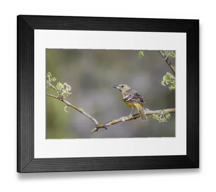 Framed Print : USA, Arizona, Santa Rita Mountains. Female Scotts oriole on branch. Credit as Framed Print : USA, Arizona, Santa Rita Mountains. Female Scotts oriole on branch. Credit as