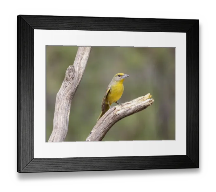 Framed Print : USA, Arizona, Santa Rita Mountains. Female hepatic tanager bird on tree branch. Credit as Framed Print : USA, Arizona, Santa Rita Mountains. Female hepatic tanager bird on tree branch. Credit as