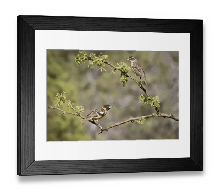 Framed Print : USA, Arizona, Santa Rita Mountains. Male and female black-headed grosbeaks on branches Framed Print : USA, Arizona, Santa Rita Mountains. Male and female black-headed grosbeaks on branches