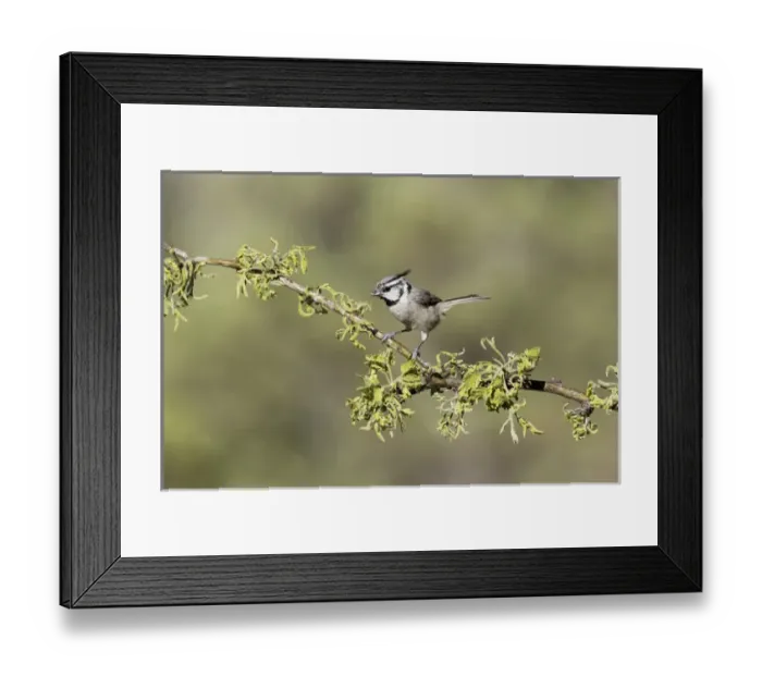 Framed Print : USA, Arizona, Santa Rita Mountains. Bridled titmouse on tree branch Framed Print : USA, Arizona, Santa Rita Mountains. Bridled titmouse on tree branch