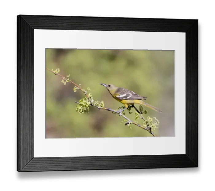 Framed Print : USA, Arizona, Santa Rita Mountains. Female Scotts oriole on tree branch. Credit as Framed Print : USA, Arizona, Santa Rita Mountains. Female Scotts oriole on tree branch. Credit as
