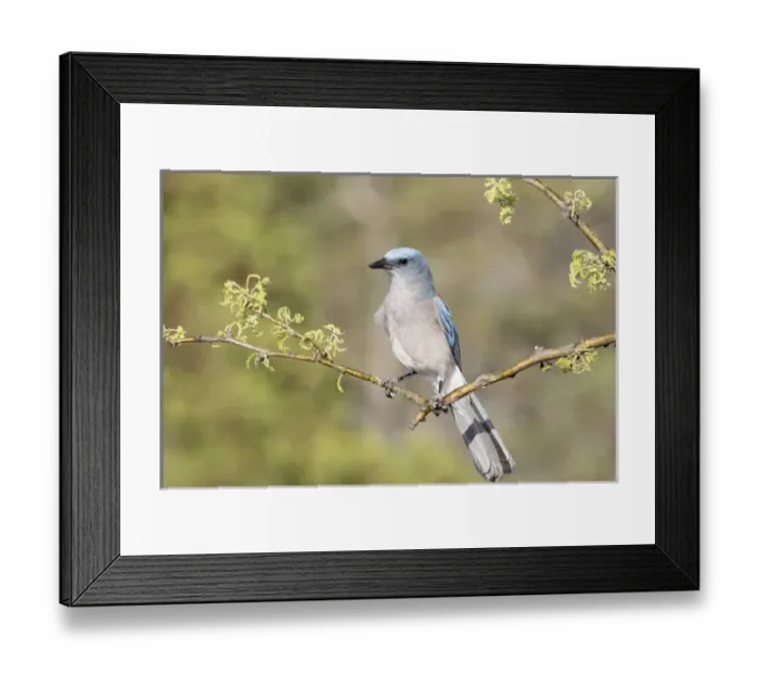 Framed Print : USA, Arizona, Santa Rita Mountains. Mexican jay perched on dead tree branch. Credit as Framed Print : USA, Arizona, Santa Rita Mountains. Mexican jay perched on dead tree branch. Credit as
