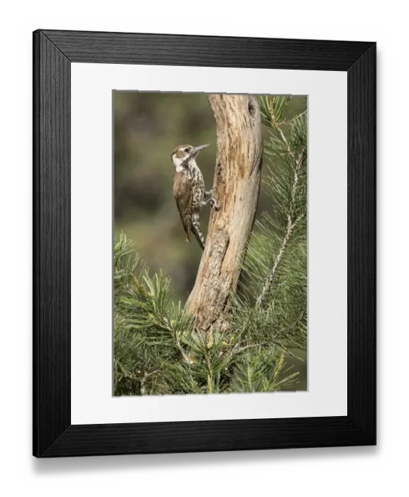 Framed Print : USA, Arizona, Santa Rita Mountains. Arizona woodpecker on tree trunk