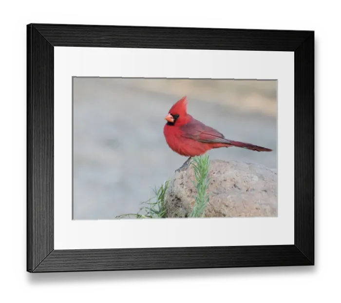 Framed Print : USA, Arizona, Amado. Male northern cardinal perched on rock
