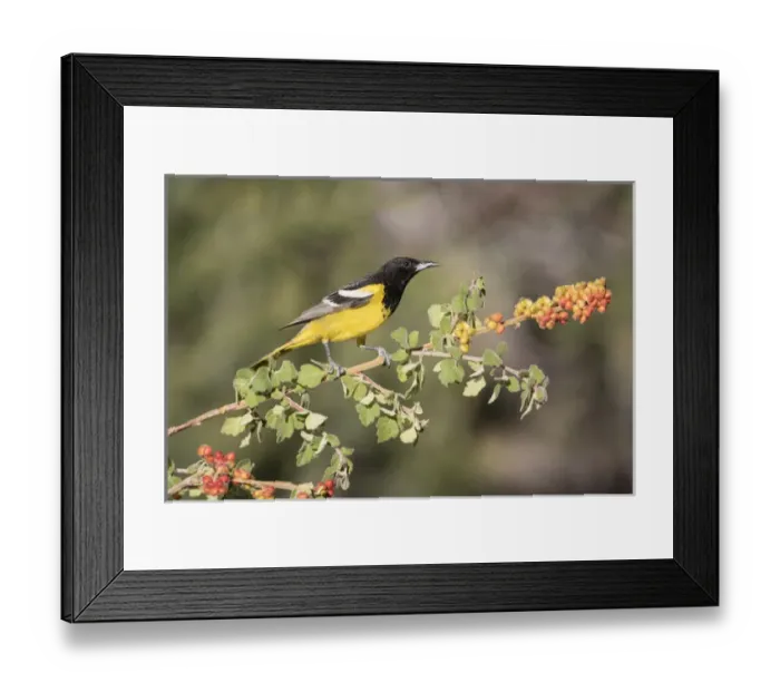 Framed Print : USA, Arizona, Santa Rita Mountains. Male Scotts oriole on skunkbush branch. Credit as Framed Print : USA, Arizona, Santa Rita Mountains. Male Scotts oriole on skunkbush branch. Credit as