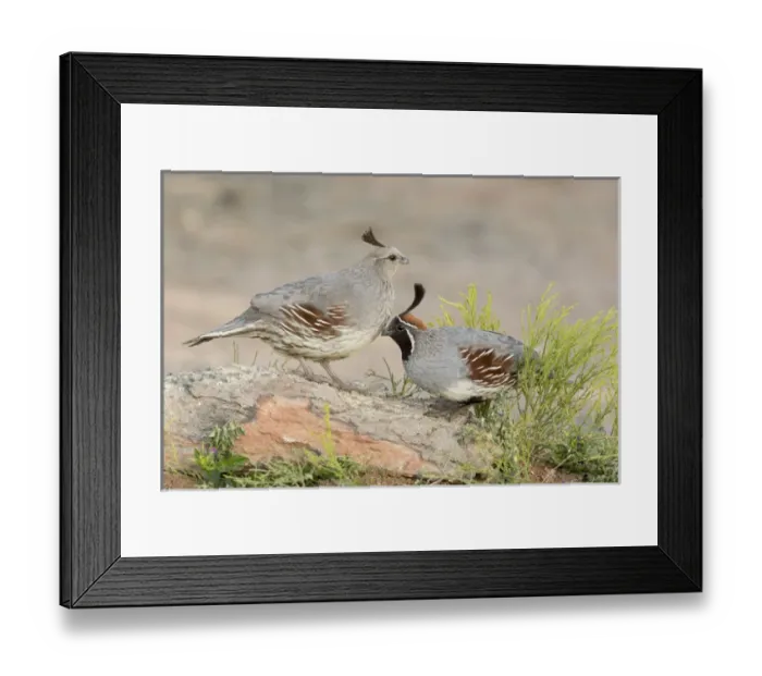 Framed Print : USA, Arizona, Amado. Pair of Gambels quail perched on rock Framed Print : USA, Arizona, Amado. Pair of Gambels quail perched on rock