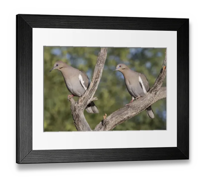 Framed Print : USA, Arizona, Amado. Pair of white-winged doves perched on tree branch. Credit as Framed Print : USA, Arizona, Amado. Pair of white-winged doves perched on tree branch. Credit as
