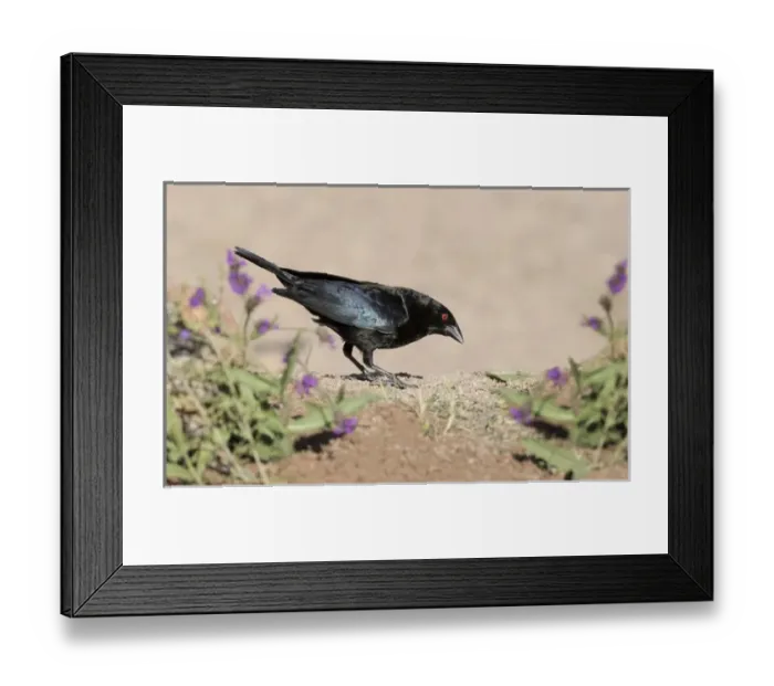 Framed Print : USA, Arizona, Amado. Male bronzed Cowbird Framed Print : USA, Arizona, Amado. Male bronzed Cowbird