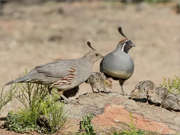 USA, Arizona, Amado. Male and female Gambels quail with chicks